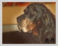 Setter Gordon BLACK DEVIL'S ANTIGONE Setter Gordon BLACK DEVIL'S ANTIGONE